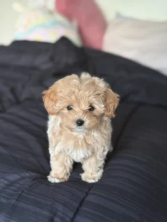 Pumpkin the support dog